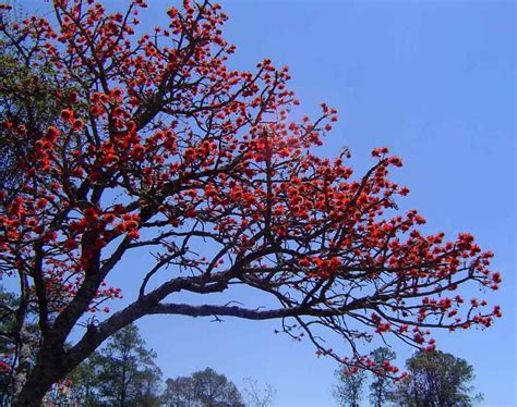 Erythrina Latissima Broad Leaved Coral Tree