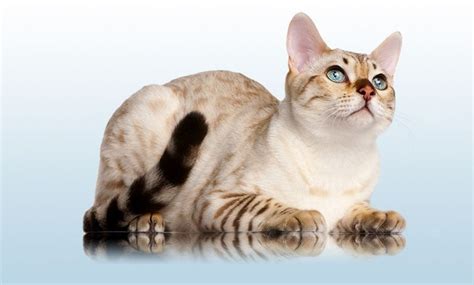 Snow Bengal Cat Everything You Need To Know