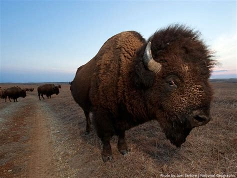 Interesting Facts About Bison Just Fun Facts