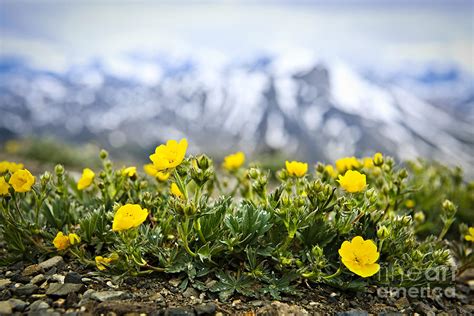 Alpine Meadow In Jasper National Park 4 Photograph By Elena Elisseeva