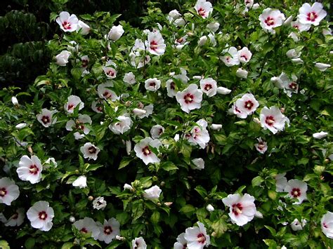 Hibiscus Syriacus Red Heart Plantes Extérieures