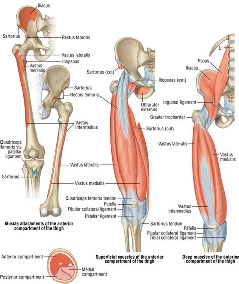 Hip And Femur Musculoskeletal Key