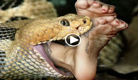 Giant Snake Eat People Blogsupermovie