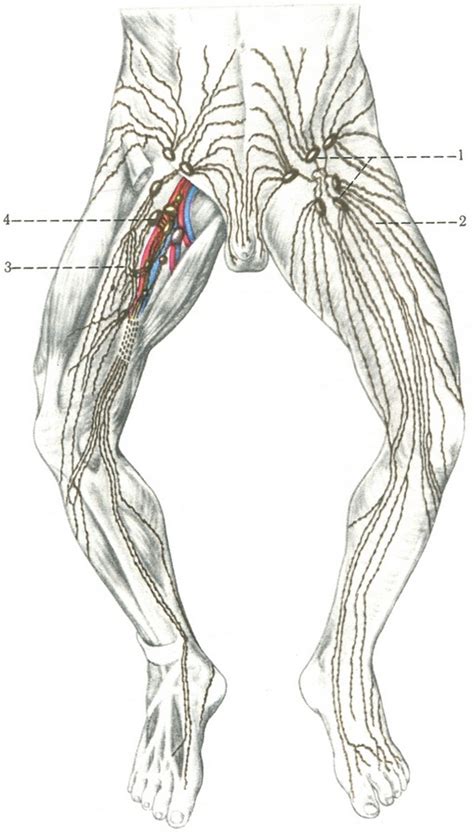 Lymphatic Vessels And Nodes Lower Limb Cardioangiology Anatomy Of Human