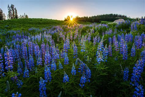 Lupine Meadow Photograph By Dustin Lefevre Fine Art America
