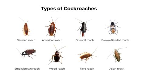 How To Get Rid Of Cockroaches In Your Home 7 Important Steps