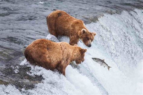 Grizzly Bears Feeding On Salmon In 2021 Bear Catching Salmon Grizzly