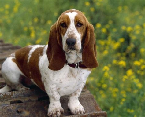 Basset Hound Breed Guide Learn About The Basset Hound