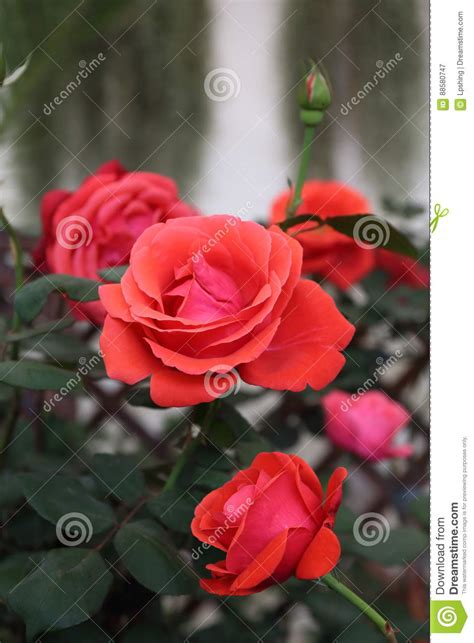 Red Rose In Garden Stock Image Image Of Valentine Girls 88580747