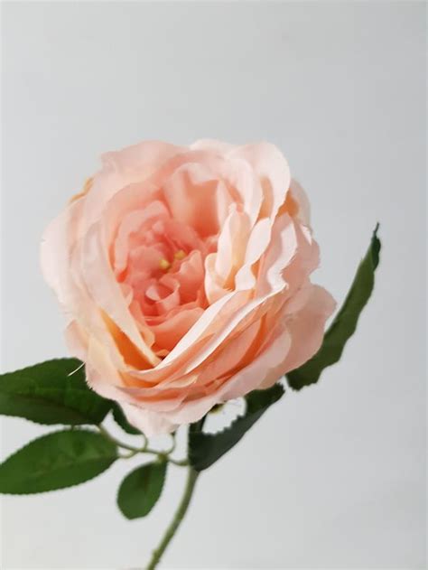 David Austin Rose Budget Bloom Pale Peach Desflora