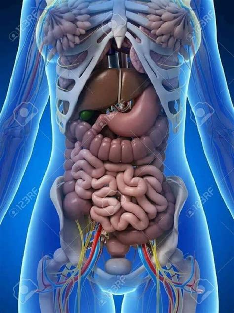 3d Human Internal Organs Skeleton Structure Pdf Pdf