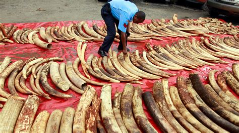 key facts about the illegal wildlife trade itv news