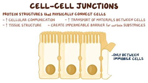 Cell Cell Junctions Video Anatomy And Definition Osmosis