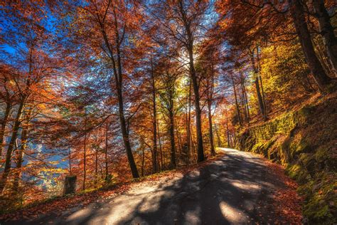 Autumn Path 4k Ultra Hd Wallpaper Background Image 5580x3725