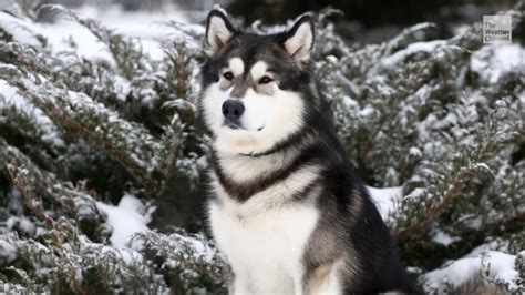7 Dog Breeds That Love Cold Weather Videos From The Weather Channel