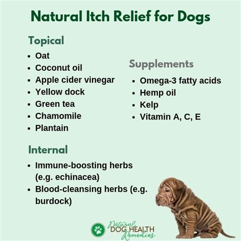 Natural Itch Relief For Dogs Remedies For Itchy Dog Skin