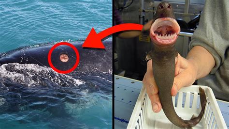 Creepiest Sea Creatures Ever Found Youtube