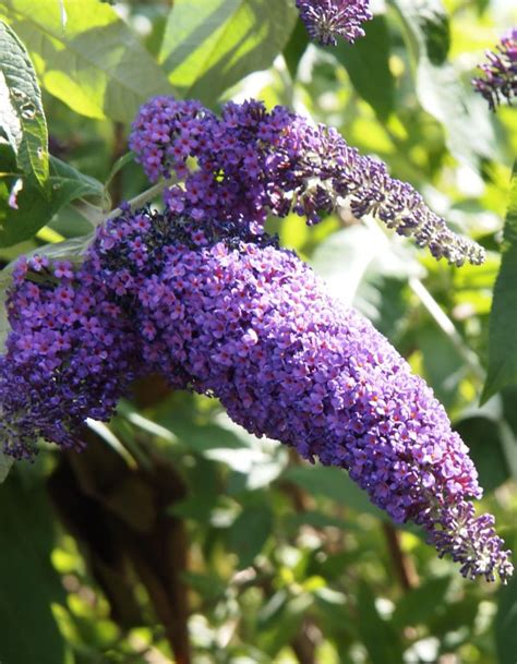 Buddleia Planting Pruning And Care Attracting