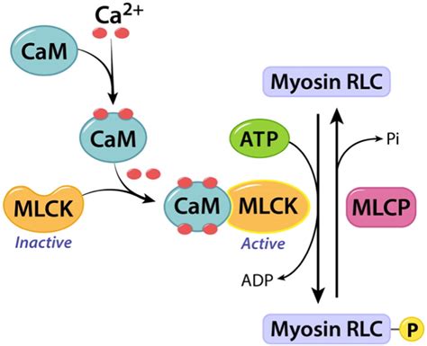 Role Of Myosin Light Chain Phosphatase In Cardiac Physiology And