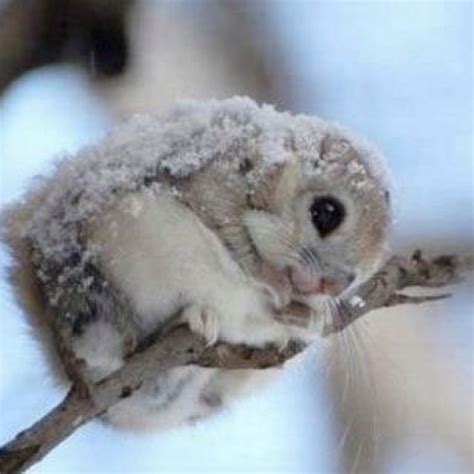 Snow Bunny With Images Cute Animals Japanese Dwarf
