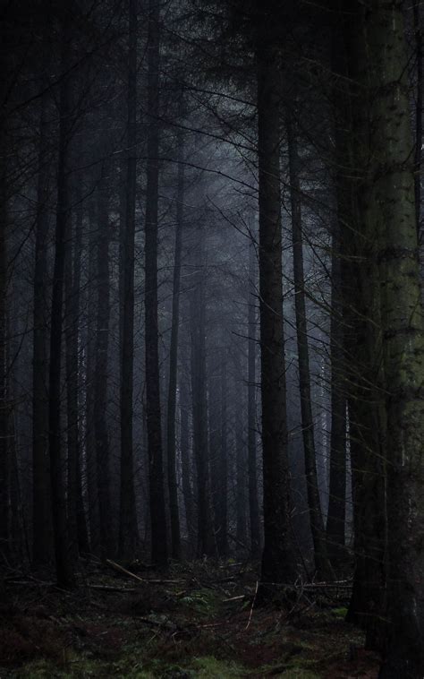 Download 1200x1920 Dark Forest Fog Scary Trees