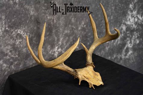 Whitetail Deer Skull Cap 8 Point For Sale Sku 1361 All Taxidermy