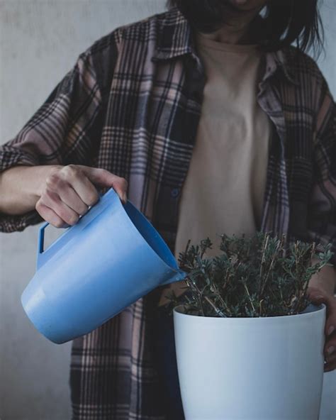 A Mulher Usa Um Regador Para Regar A Lavanda Da Planta Da Casa Foto