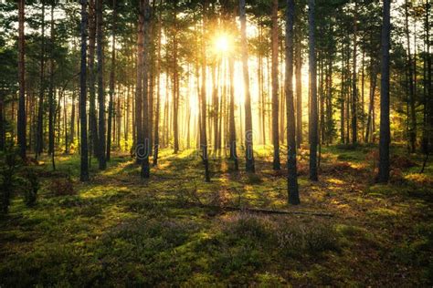 Sun Beams Shines Through Pine Forest Stock Image Image Of Early