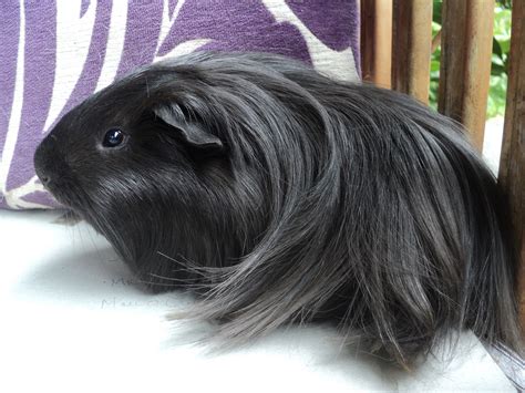 Fileblack Haired Peruvian Guinea Pig Wikimedia Commons