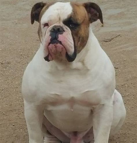 The american bulldog is a large breed of utility dog descended from the old english bulldog. Johnson American Bulldog For Sale -- American Bulldog Puppies