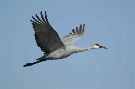 Beautiful Crane Wild Birds Wild Life