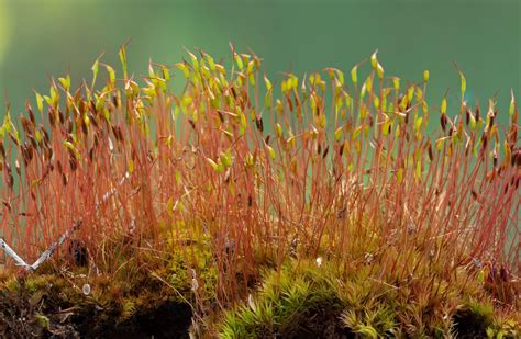 Plant Reproductive System Mosses Gametophytes Sporophytes Britannica