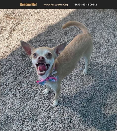 adopt 21051800312 ~ chihuahua rescue ~ phoenix az