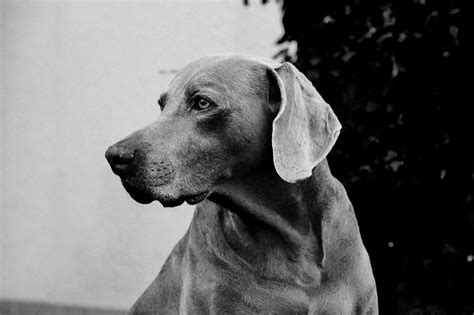 Weimaraner Breed Profile Dream Dogs