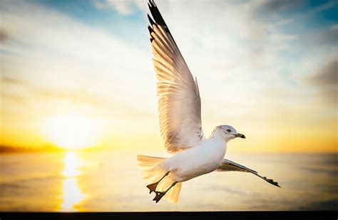 1170x2532px Free Download Hd Wallpaper Soar Seagull Bird Sunrise