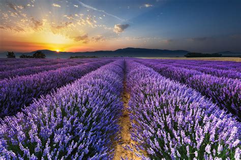 Lavender Field Sunrise Wallpapers 4k Hd Lavender Field Sunrise