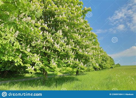 Horse Chestnut Tree Aesculus Hippocastanum In Blossom Stock Photo