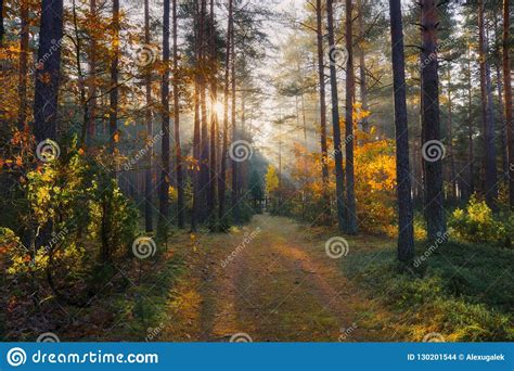 Sunny Forest Fall Nature Sun In Forest Sun Shines At Path In Forest