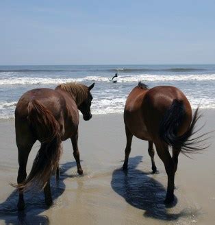 chesapeake bay wild horses drive  nation