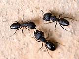 Large Flying Carpenter Ants Photos