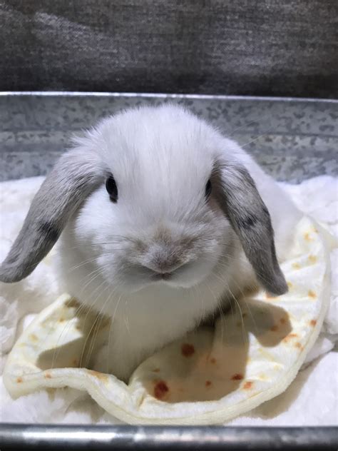 This is not the only similarity in them; Holland Lop Rabbits For Sale | Hermitage, TN #309885