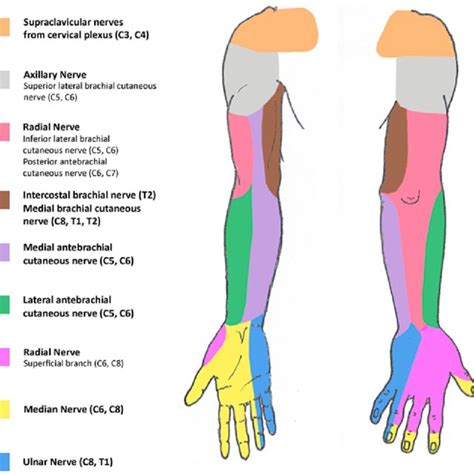 Schematic Representation Of The Sensory Innervation Of The Upper Limb