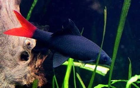 Mengenal Red Tail Black Shark Ikan Hiu Air Tawar Aquascape Batang