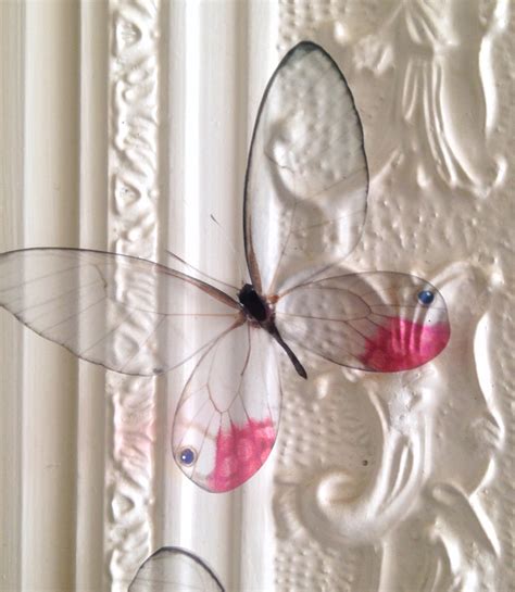 4 Natural 3d Glasswing Butterflies Transparent Replicas Home Etsy