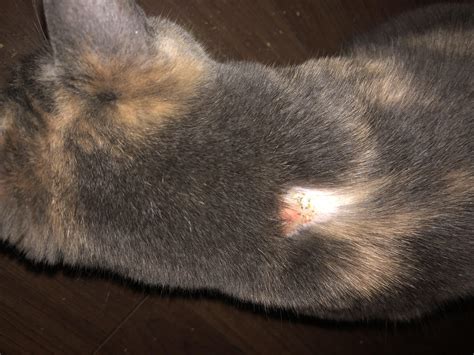 Cat Has A Large Bald Spot On Her Back Any Idea What It Might Be Rcats