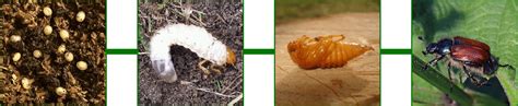 Chafer Grub Life Cycles Stage The Lawn Man