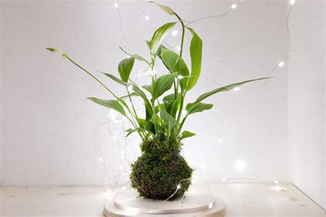 10 Best Japanese Indoor Plants The Home Adora