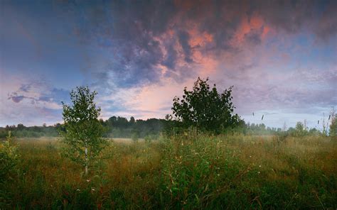 Forest Meadow Trees Birch Grass Summer Morning Clouds Wallpaper