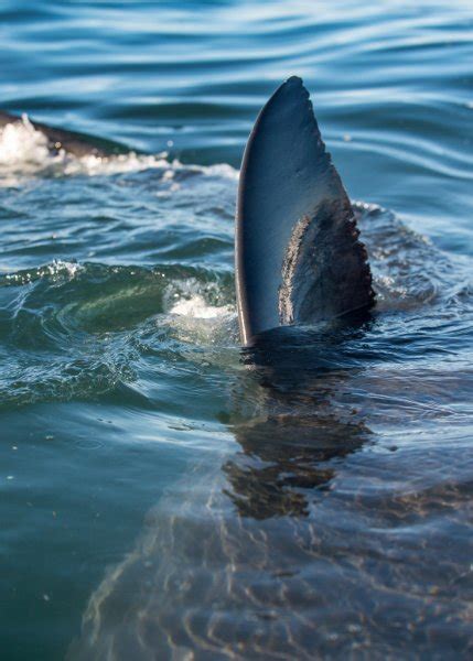 Shark Fin Above Water — Stock Photo © Surzet 133157714
