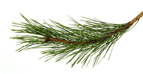 Uses For Pine Needles Thriftyfun